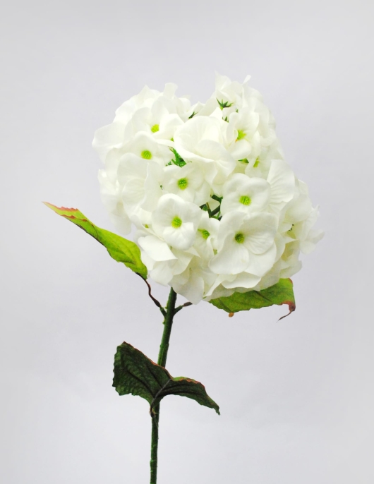 Single Flower with Long Stick and Leaf (Large Box) Fancy Cream White Color