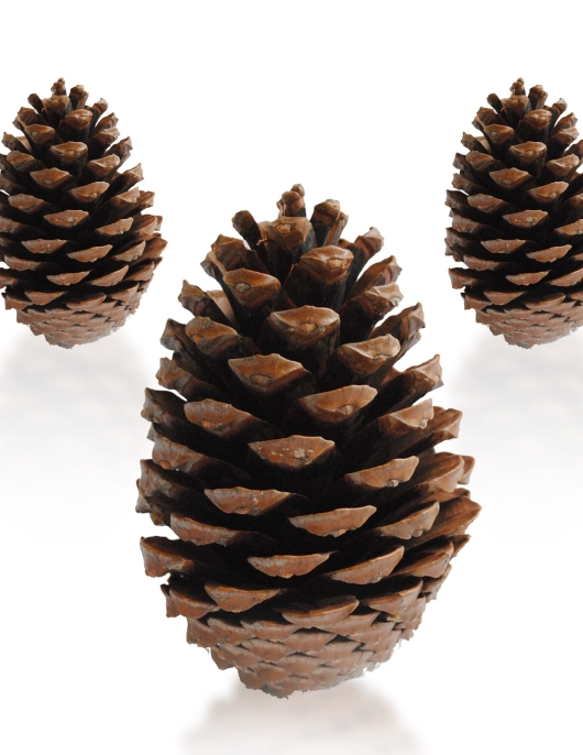 Natural Pine Cone Winter Christmas Decoration - 1 pcs